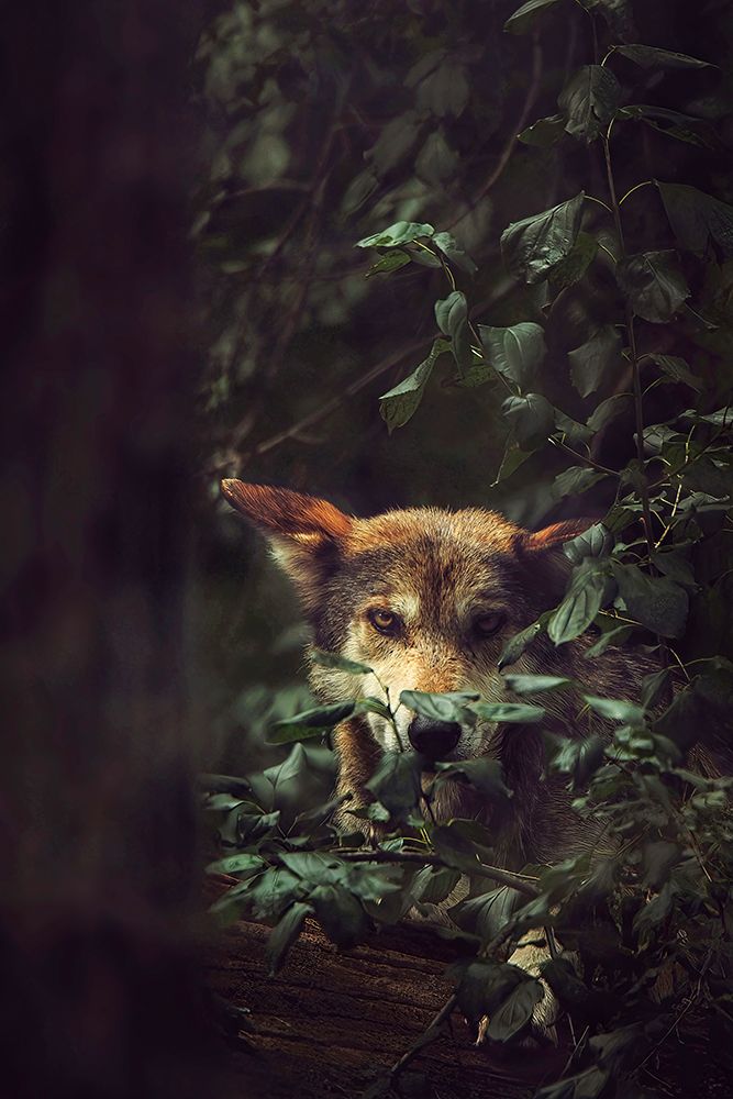 Wolf art print by Carrie Ann Grippo-Pike for $57.95 CAD