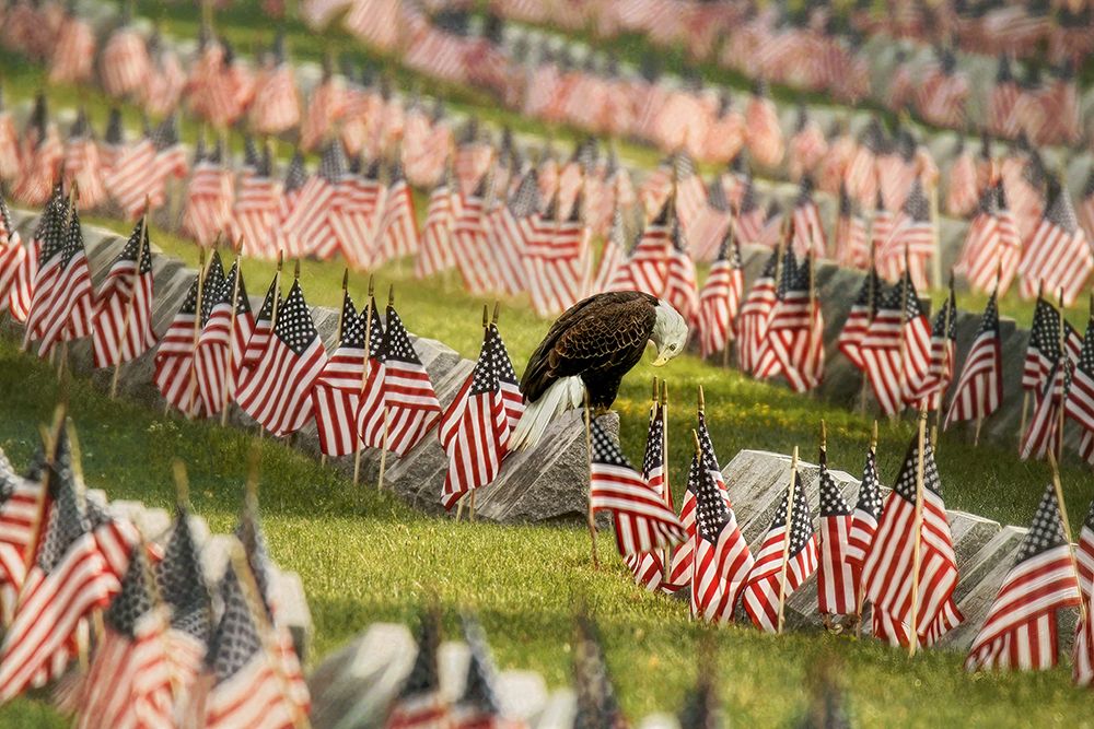 The Final Salute - Blad Eagle art print by Carrie Ann Grippo-Pike for $57.95 CAD