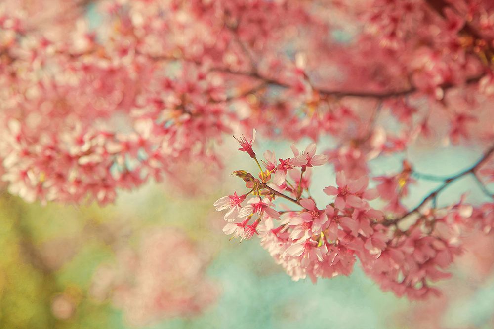 Cheery Cherry Blossoms art print by Carrie Ann Grippo-Pike for $57.95 CAD