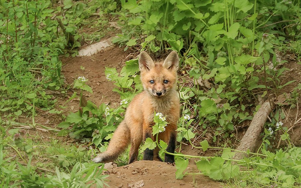 Fox and Flower art print by Carrie Ann Grippo-Pike for $57.95 CAD