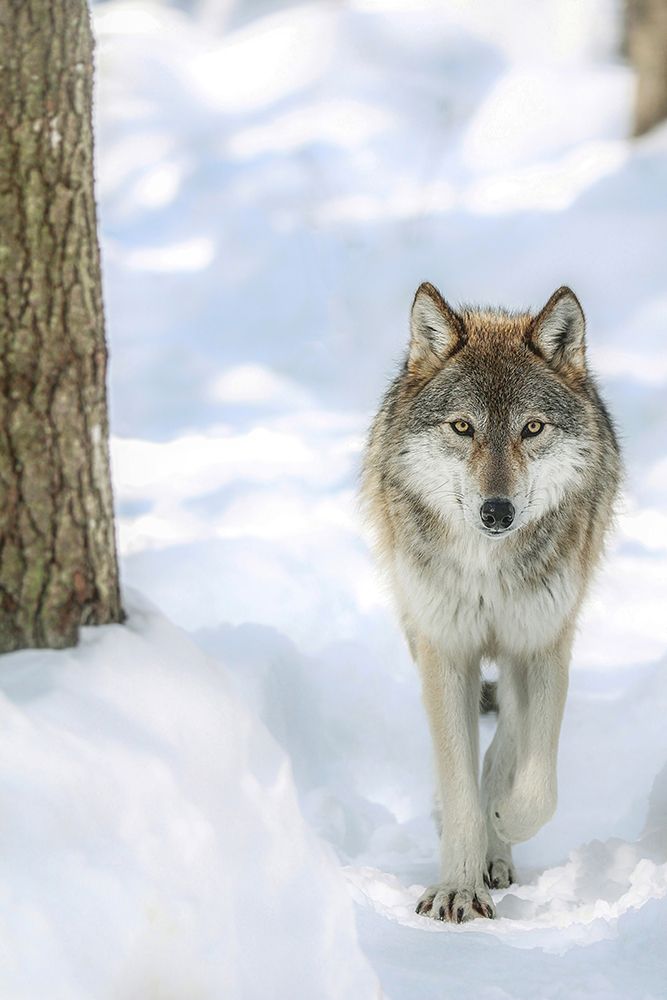 Winter Wolf art print by Carrie Ann Grippo-Pike for $57.95 CAD