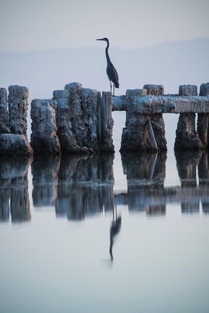 Heron Hunting art print by GS Photo for $57.95 CAD