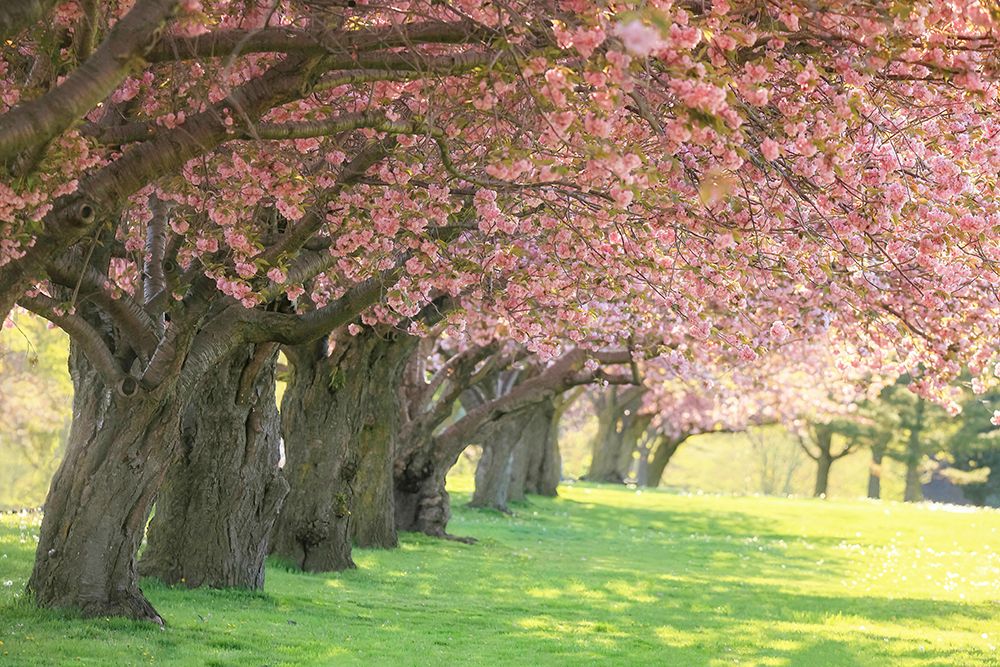 Cherry Tree Lane art print by Carrie Ann Grippo-Pike for $57.95 CAD