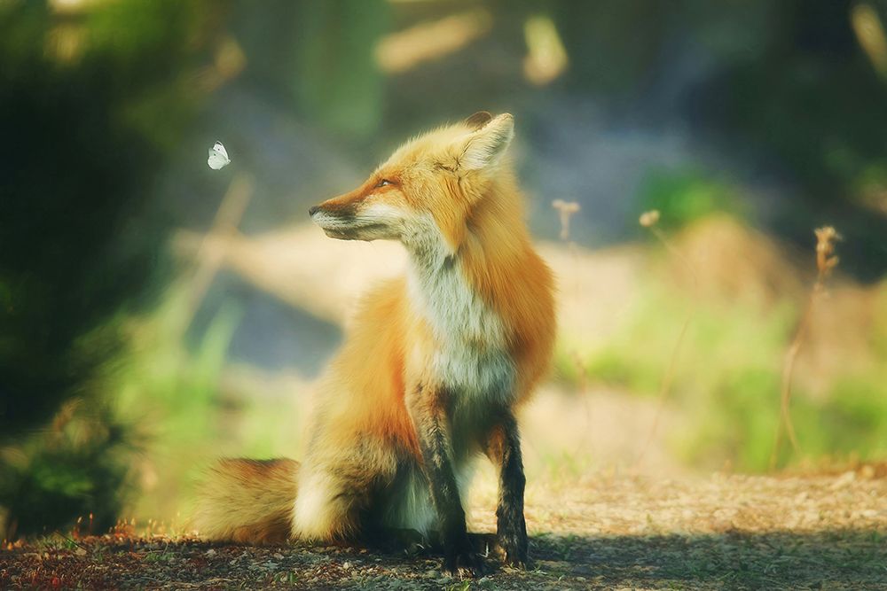 Fox and Friend art print by Carrie Ann Grippo-Pike for $57.95 CAD