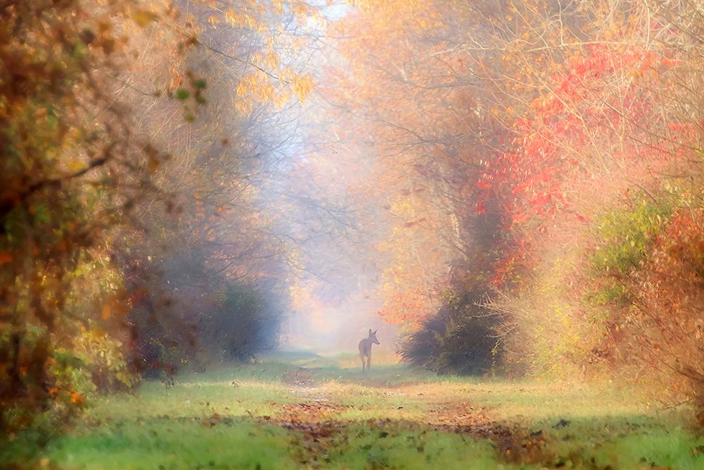 November Doe art print by Carrie Ann Grippo-Pike for $57.95 CAD