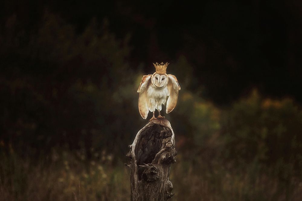 The Owl King art print by Carrie Ann Grippo-Pike for $57.95 CAD