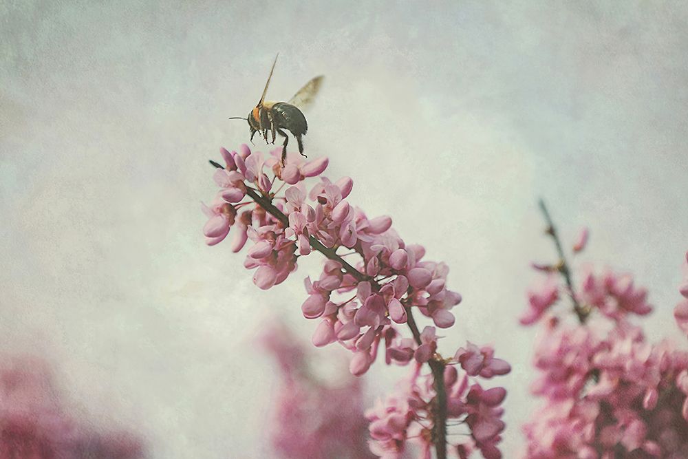 Flight of the Bumblebee art print by Carrie Ann Grippo-Pike for $57.95 CAD