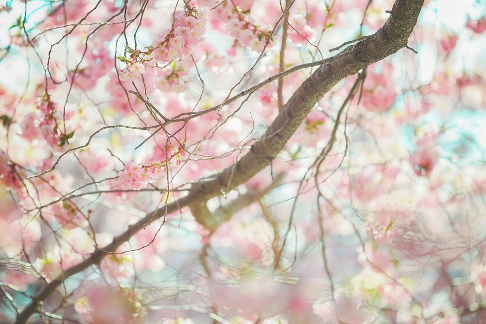 Branch Blossoms art print by Carrie Ann Grippo-Pike for $57.95 CAD