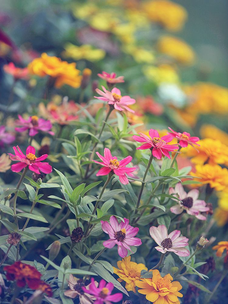 Garden Party art print by Carrie Ann Grippo-Pike for $57.95 CAD