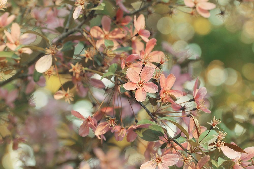 Pastel Petals art print by Carrie Ann Grippo-Pike for $57.95 CAD