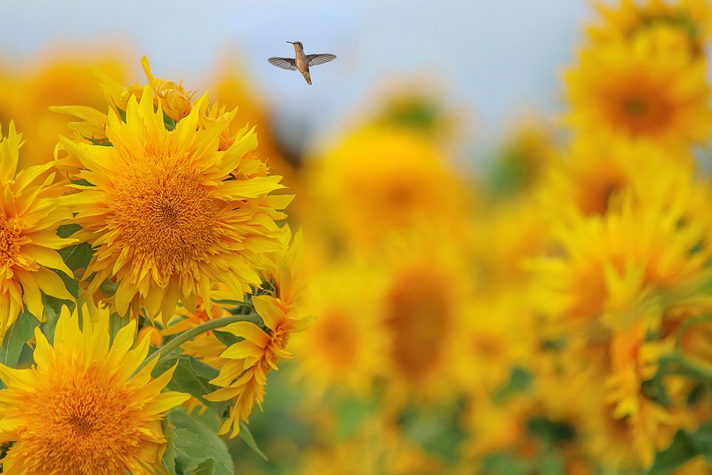 Happy Hummingbird and Sunflowers art print by Carrie Ann Grippo-Pike for $57.95 CAD