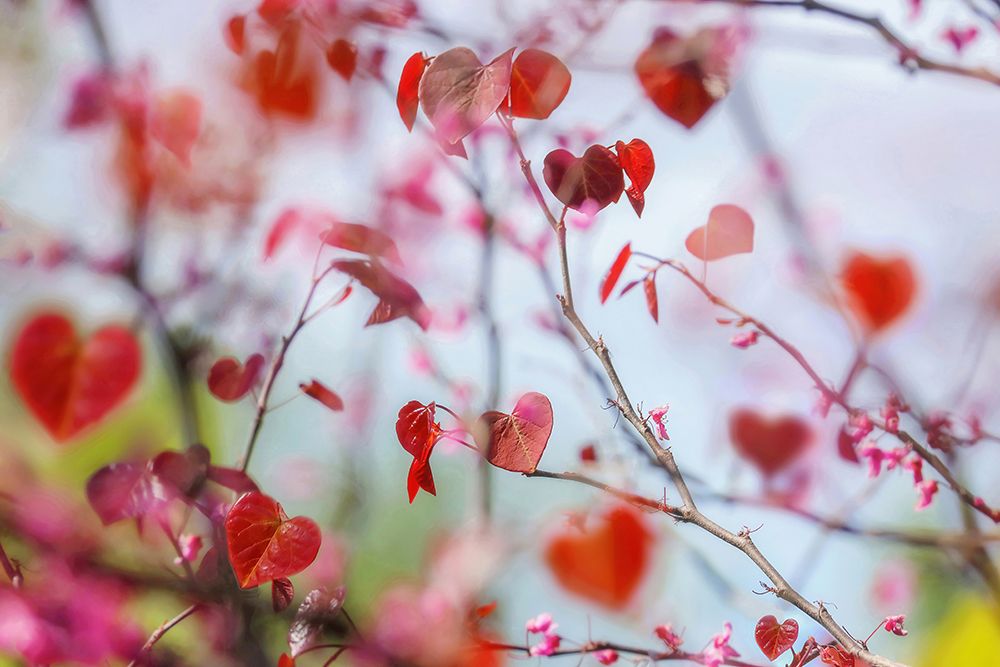 Heart Leaf Tree art print by Carrie Ann Grippo-Pike for $57.95 CAD