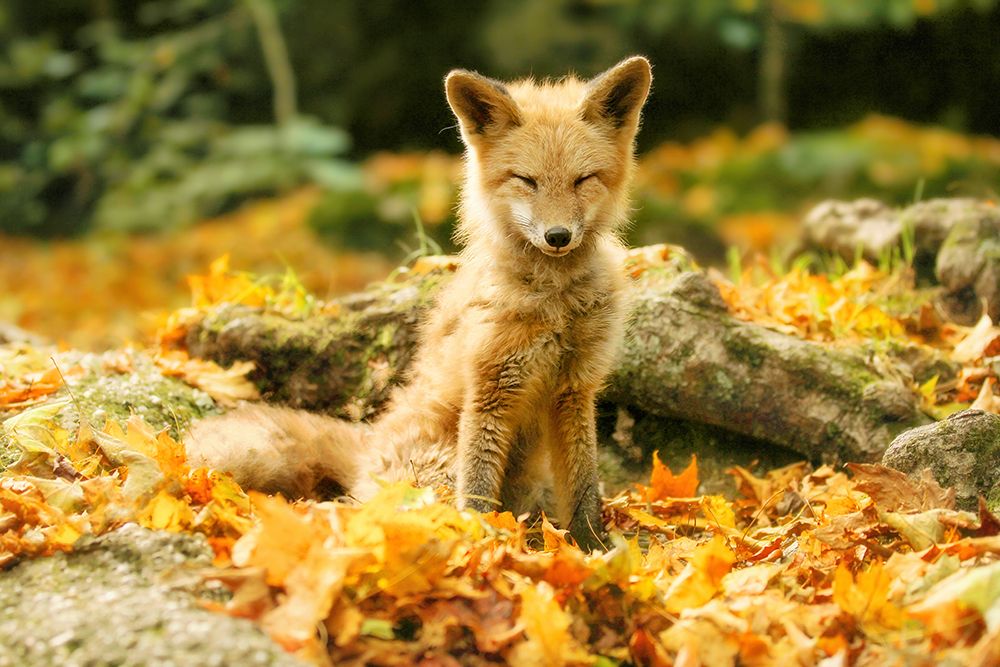 Sleepy Fall Fox art print by Carrie Ann Grippo-Pike for $57.95 CAD