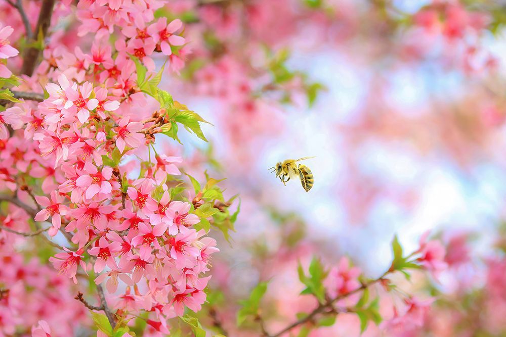 Whimsical Bee And Cherry Tree art print by Carrie Ann Grippo-Pike for $57.95 CAD