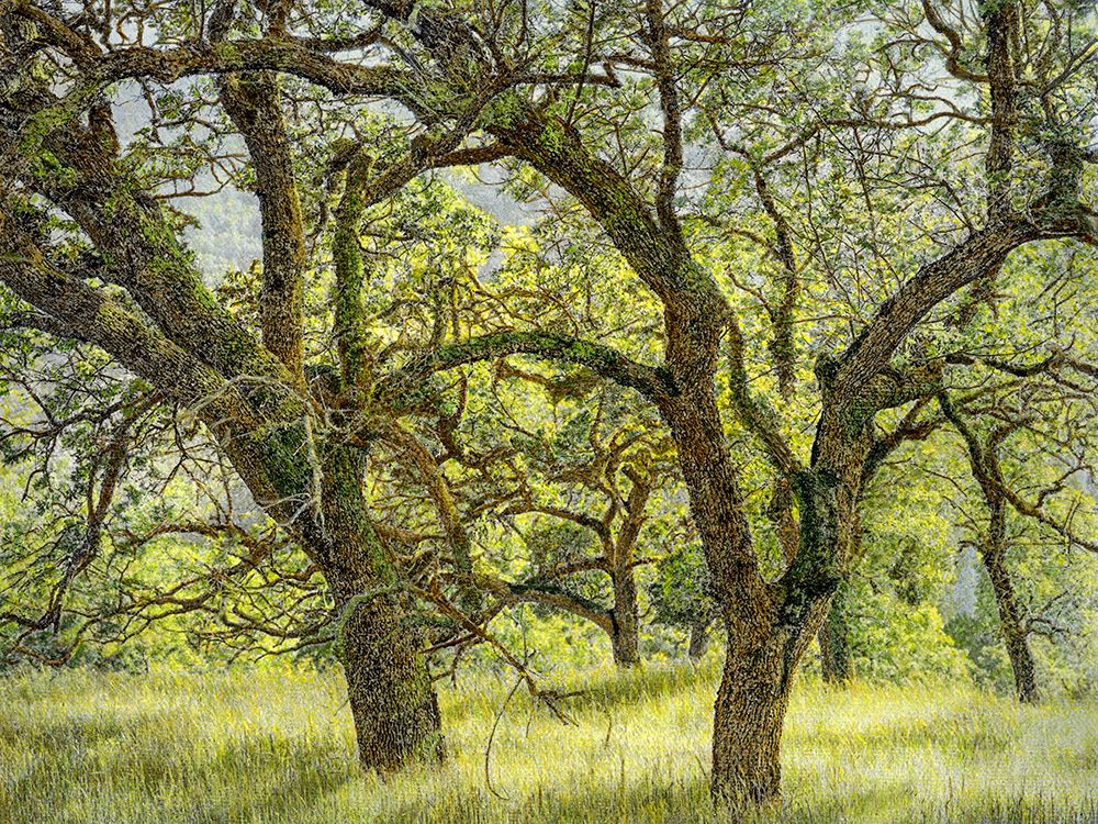 Oak Grove On Deer Trail art print by William Guion for $57.95 CAD
