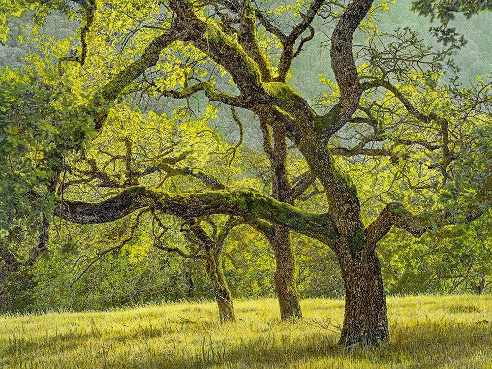Three Oaks ├óΓé¼ΓÇ£ Afternoon Light art print by William Guion for $57.95 CAD