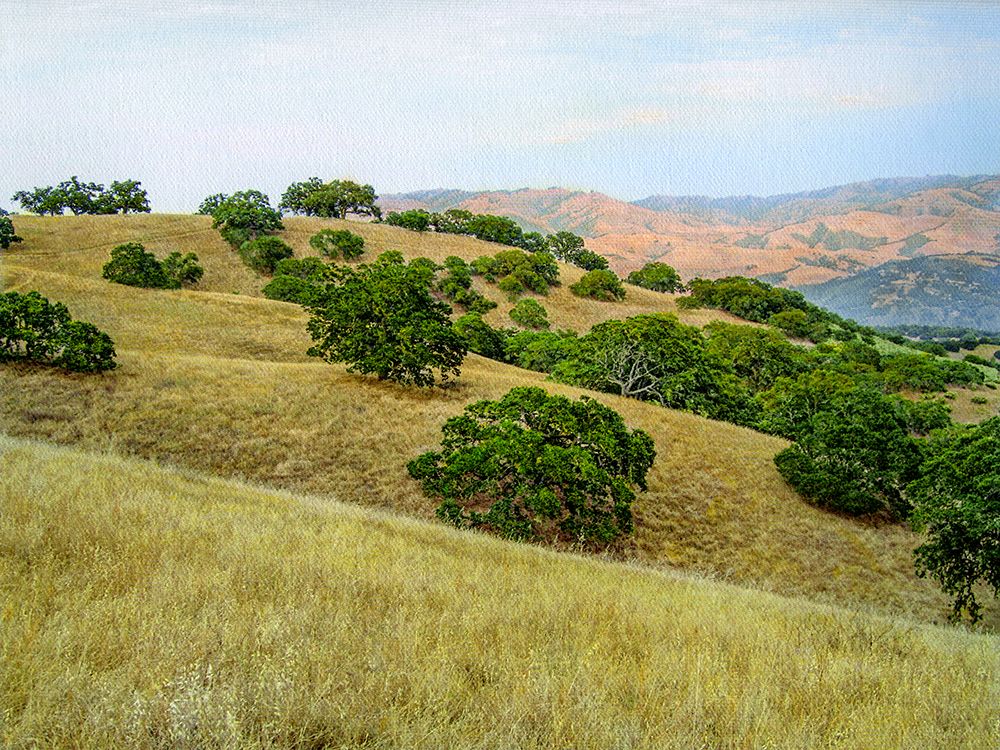 Oak Savannah, Hazy Afternoon Light art print by William Guion for $57.95 CAD