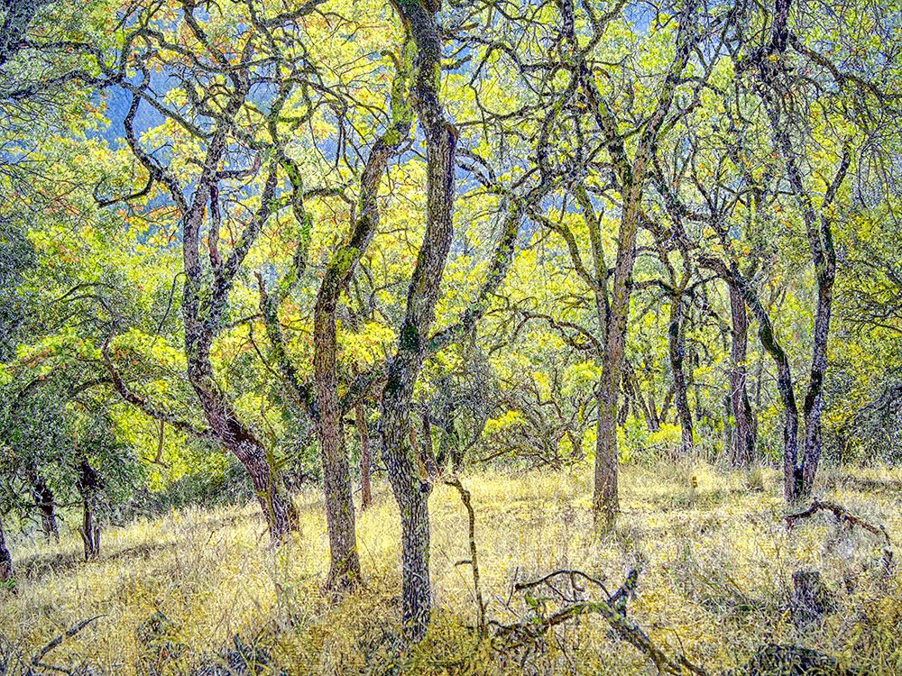 Ranch Road Through Oak Grove art print by William Guion for $57.95 CAD