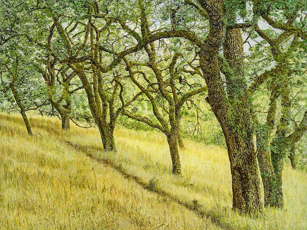 Deer Trail Through Oak Grove art print by William Guion for $57.95 CAD
