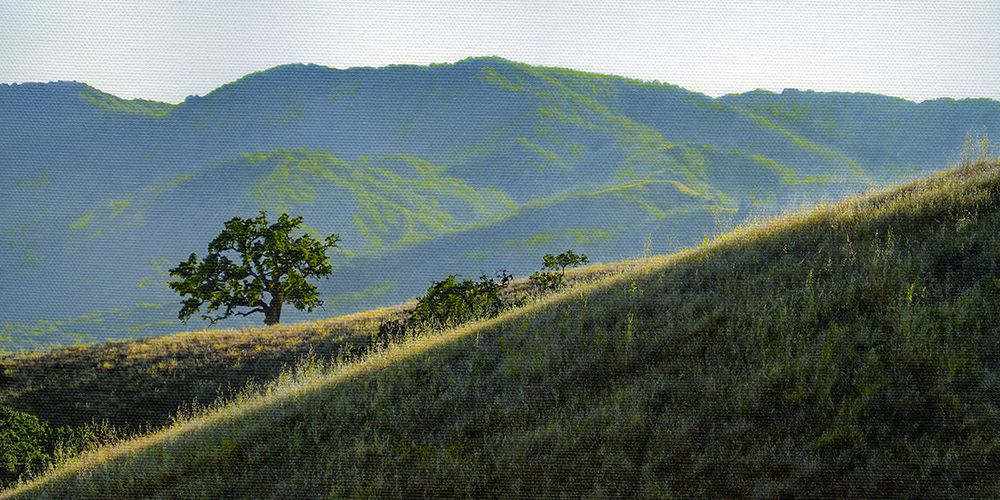 Beacon Oak From a Distance art print by William Guion for $57.95 CAD