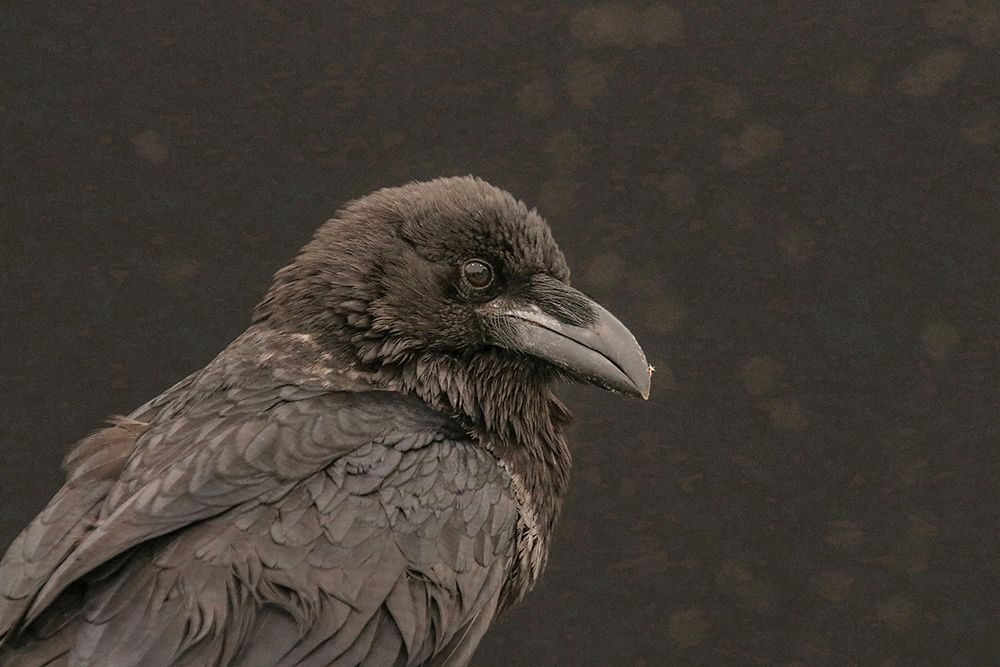 Edgar the Raven art print by Carrie Ann Grippo-Pike for $57.95 CAD