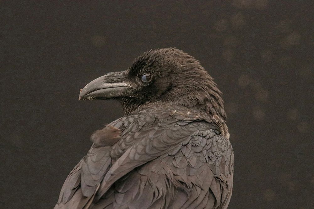 Nevermore Raven art print by Carrie Ann Grippo-Pike for $57.95 CAD