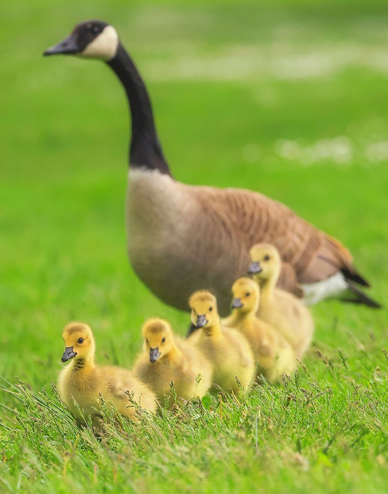 Follow the Leader Baby Canada Geese art print by Carrie Ann Grippo-Pike for $57.95 CAD