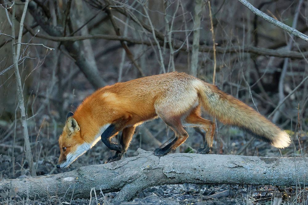 Forest Fox art print by Carrie Ann Grippo-Pike for $57.95 CAD