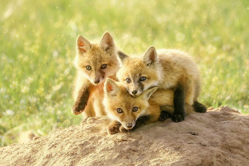 Fox Kit Sibling Snuggles art print by Carrie Ann Grippo-Pike for $57.95 CAD