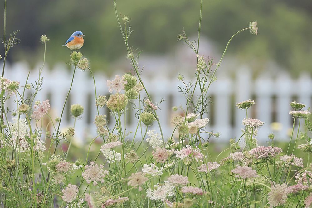 Garden Visitor Bluebird art print by Carrie Ann Grippo-Pike for $57.95 CAD