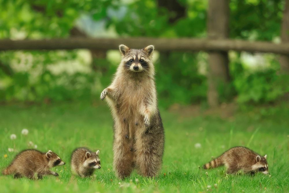 Hands Full Raccoon Mom art print by Carrie Ann Grippo-Pike for $57.95 CAD