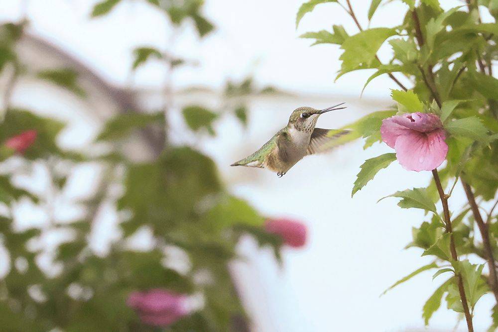 Hovering Hummingbird art print by Carrie Ann Grippo-Pike for $57.95 CAD