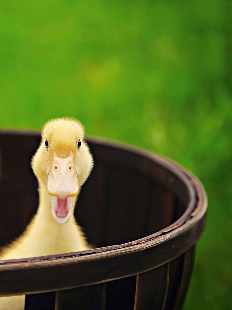 Just Ducky Duckling art print by Carrie Ann Grippo-Pike for $57.95 CAD