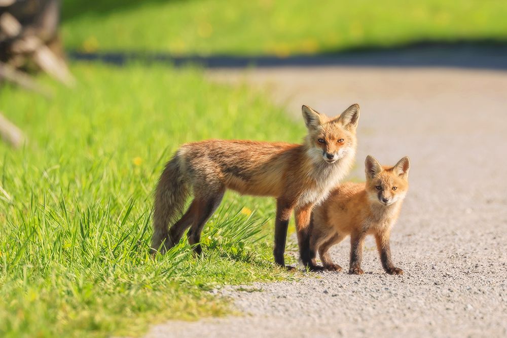 Just Like Mom Fox Kit art print by Carrie Ann Grippo-Pike for $57.95 CAD