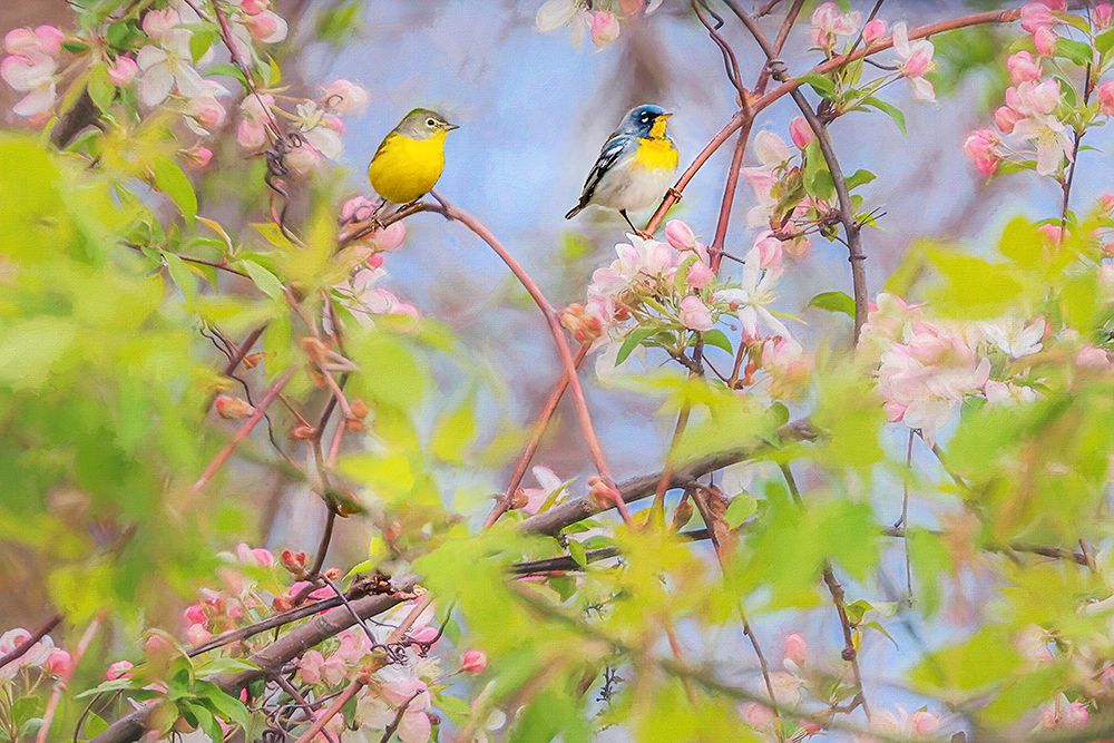 Spring Warblers on Blossoming Branches art print by Carrie Ann Grippo-Pike for $57.95 CAD