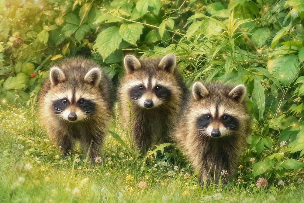 Three Musketeers Baby Raccoons art print by Carrie Ann Grippo-Pike for $57.95 CAD