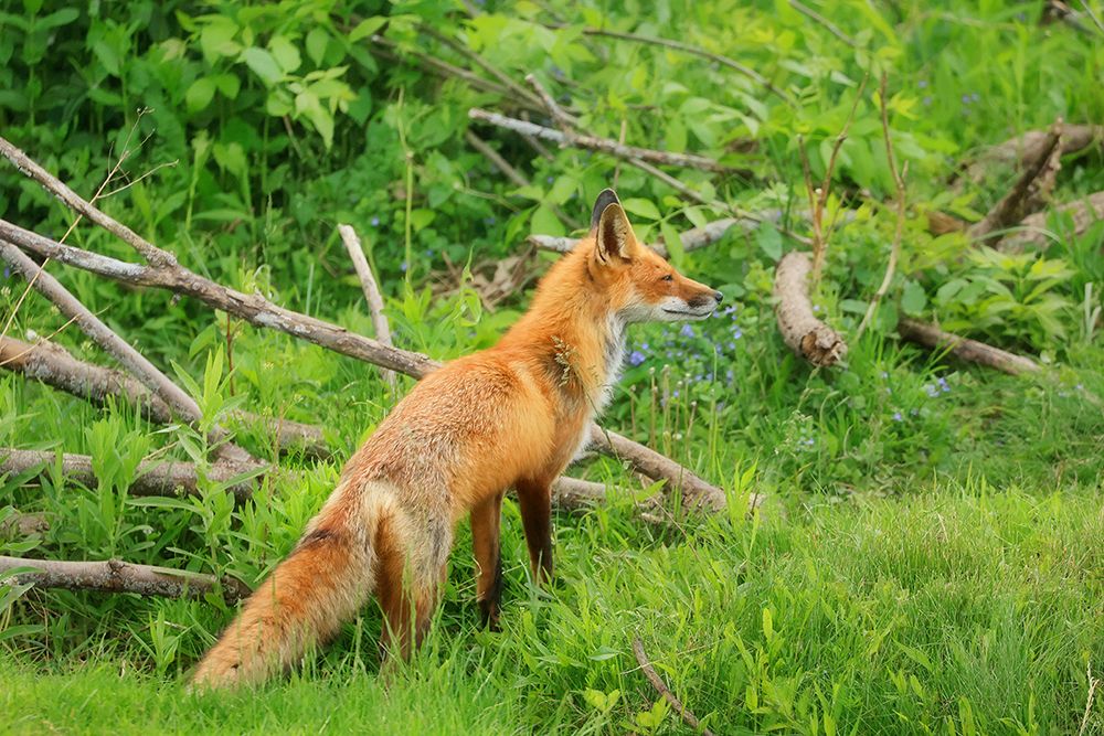 Vigilant Red Fox art print by Carrie Ann Grippo-Pike for $57.95 CAD