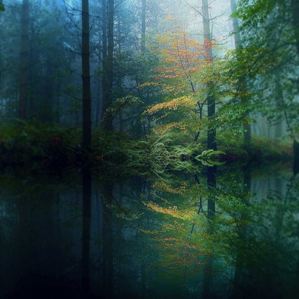 The Forest art print by Adelino Goncalves for $57.95 CAD