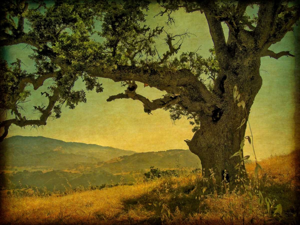 Blue Oak Hilltop art print by William Guion for $57.95 CAD