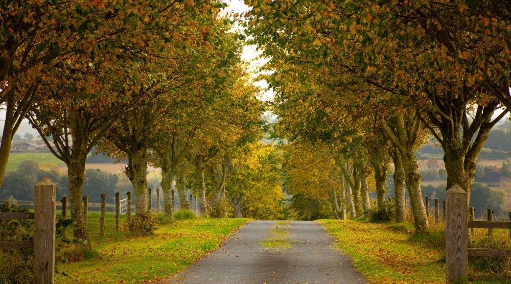 Colors of Autumn art print by Adelino Goncalves for $57.95 CAD