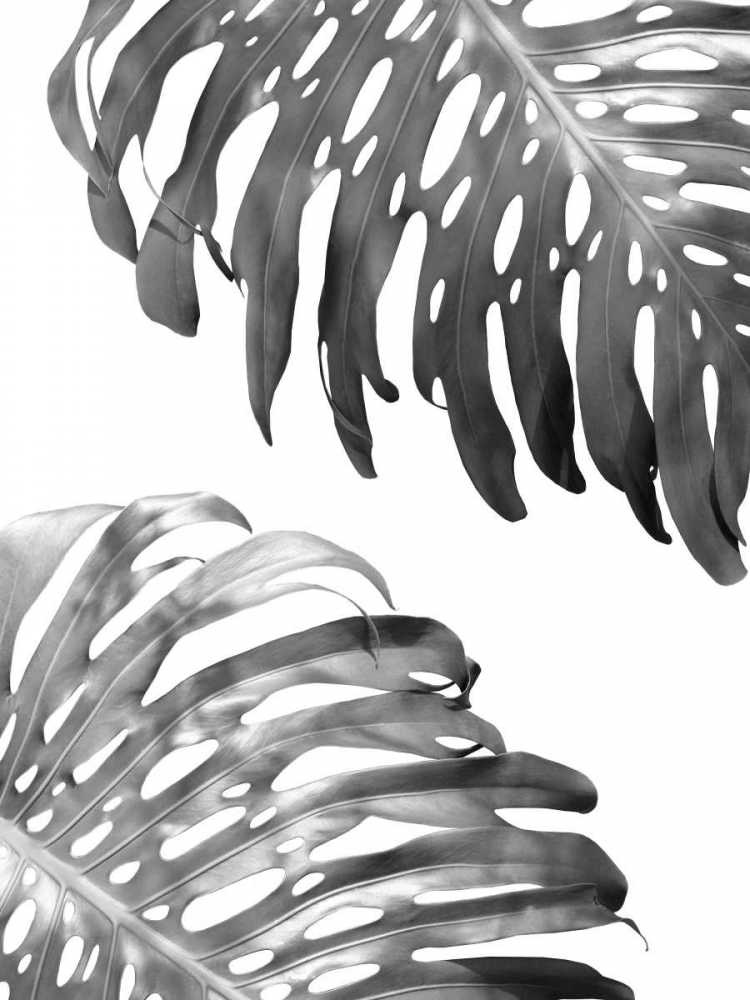 Double Philodendron - BW art print by Lexie Greer for $57.95 CAD