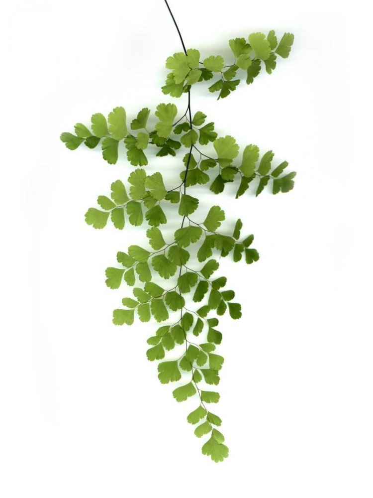 Green Maidenhair art print by Lexie Greer for $57.95 CAD