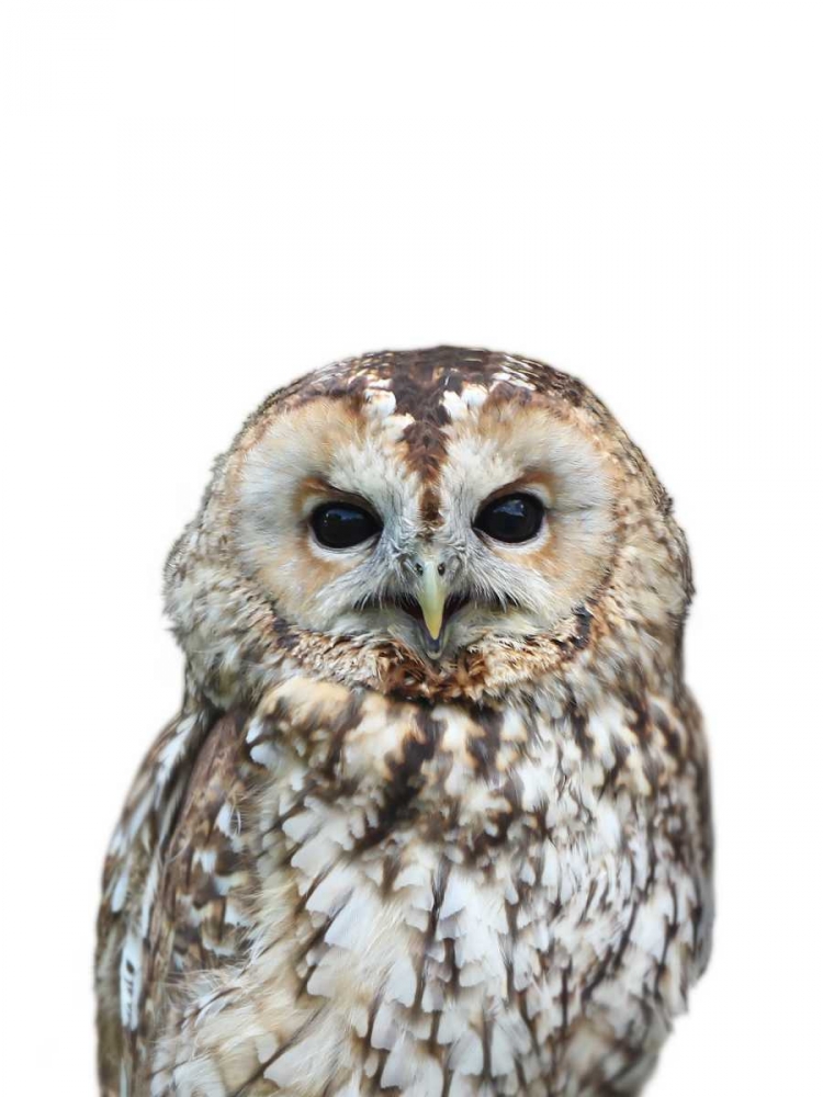 Owl art print by Lexie Greer for $57.95 CAD