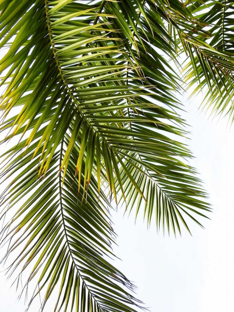 Palm Leaves art print by Lexie Greer for $57.95 CAD
