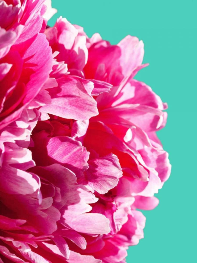 Pink Peony art print by Lexie Greer for $57.95 CAD