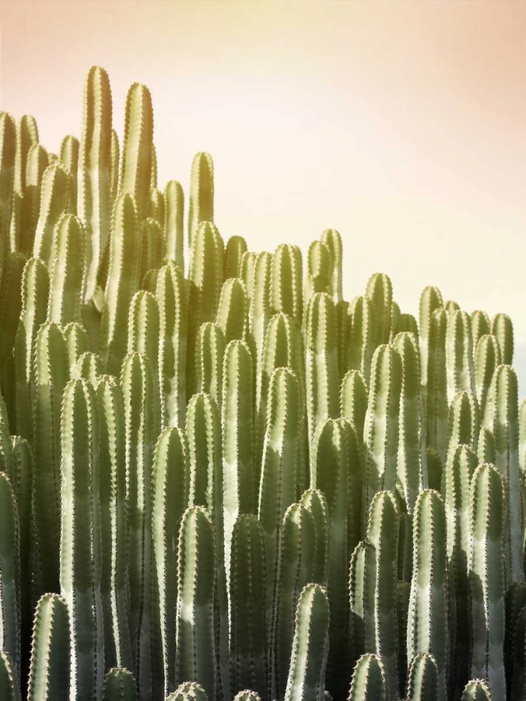 Pink Sky Cactus art print by Lexie Greer for $57.95 CAD