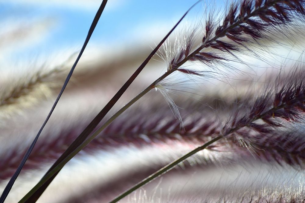 Grasses No. 8 art print by Ulpi Gonzalez for $57.95 CAD