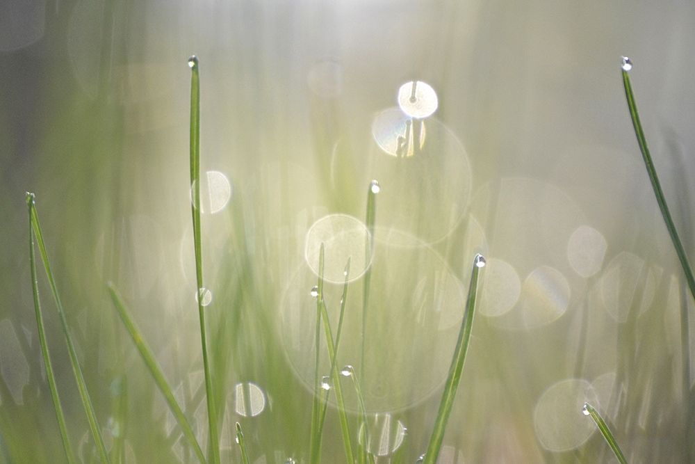 Morning Light No. 3 art print by Ulpi Gonzalez for $57.95 CAD