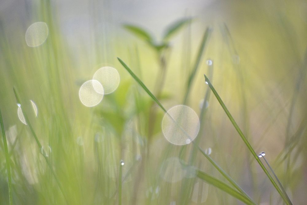 Morning Light No. 1 art print by Ulpi Gonzalez for $57.95 CAD