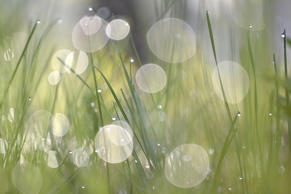 Morning Light No. 4 art print by Ulpi Gonzalez for $57.95 CAD